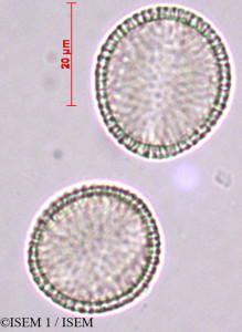 Iberis semperflorens - lame n° 27876